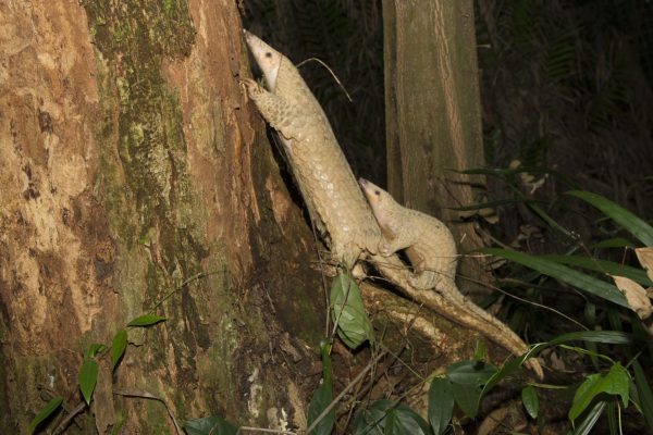 captive, Wildlife Reserves Singapore
